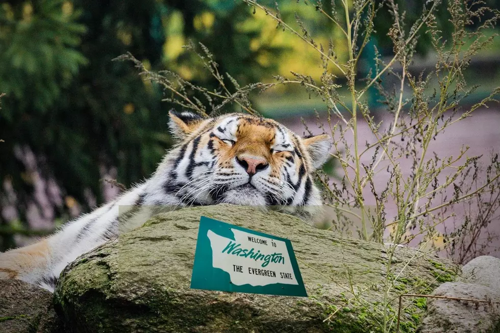Five of the Most Terrific Zoos for Families to Visit in Washington