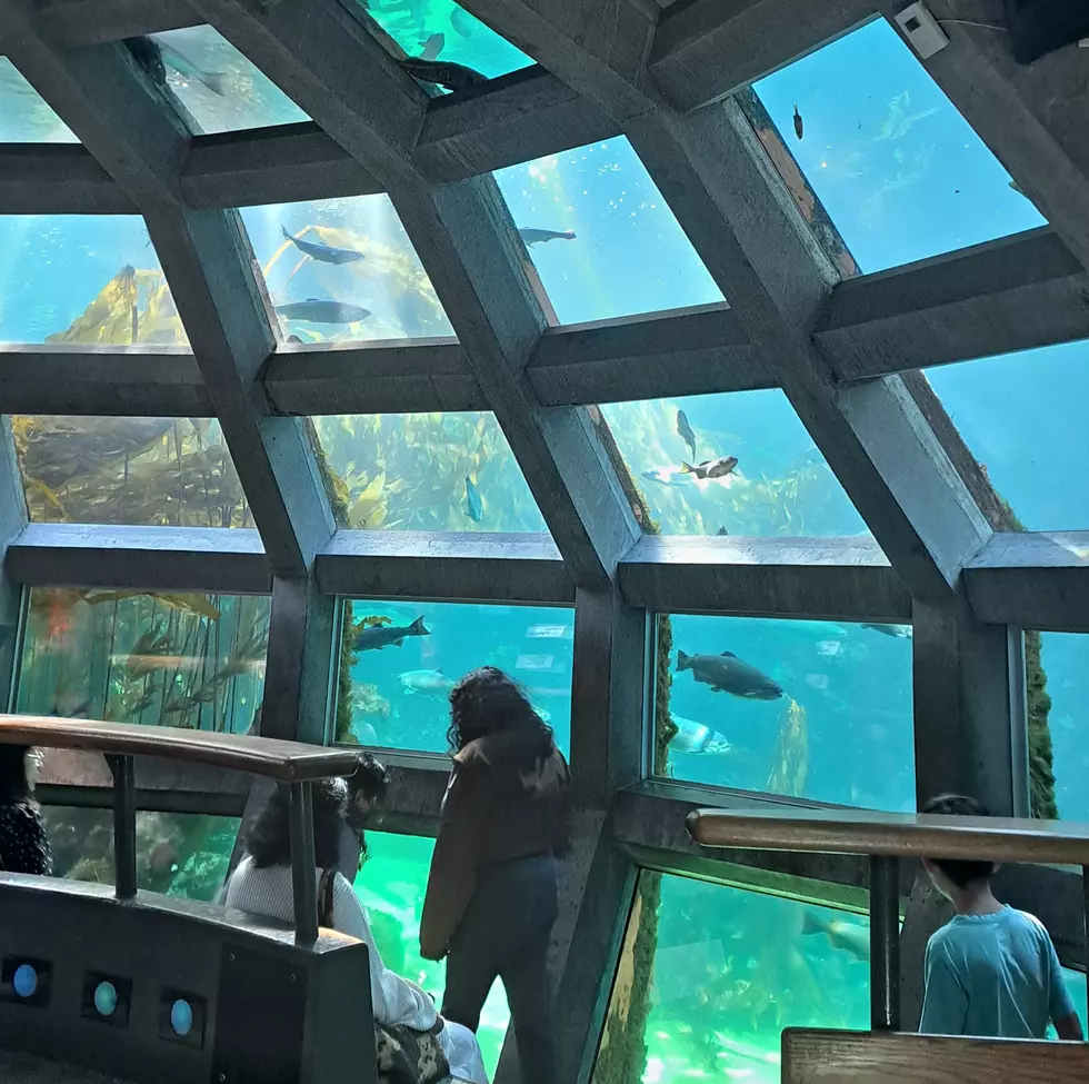 How To See the Seattle Aquarium in Less Than an Hour and a Half