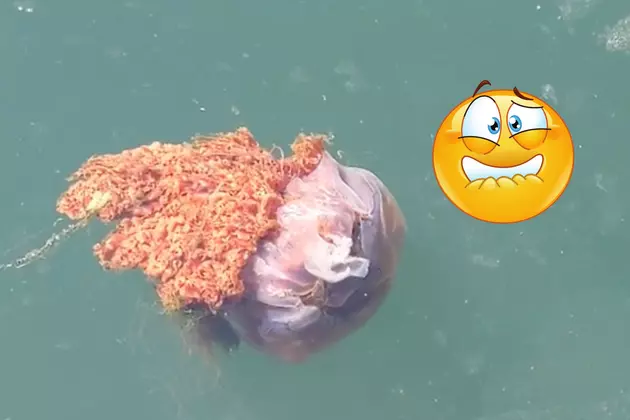 If You See This Weird Giant Jellyfish in WA or Alaska, Don&#8217;t Touch It