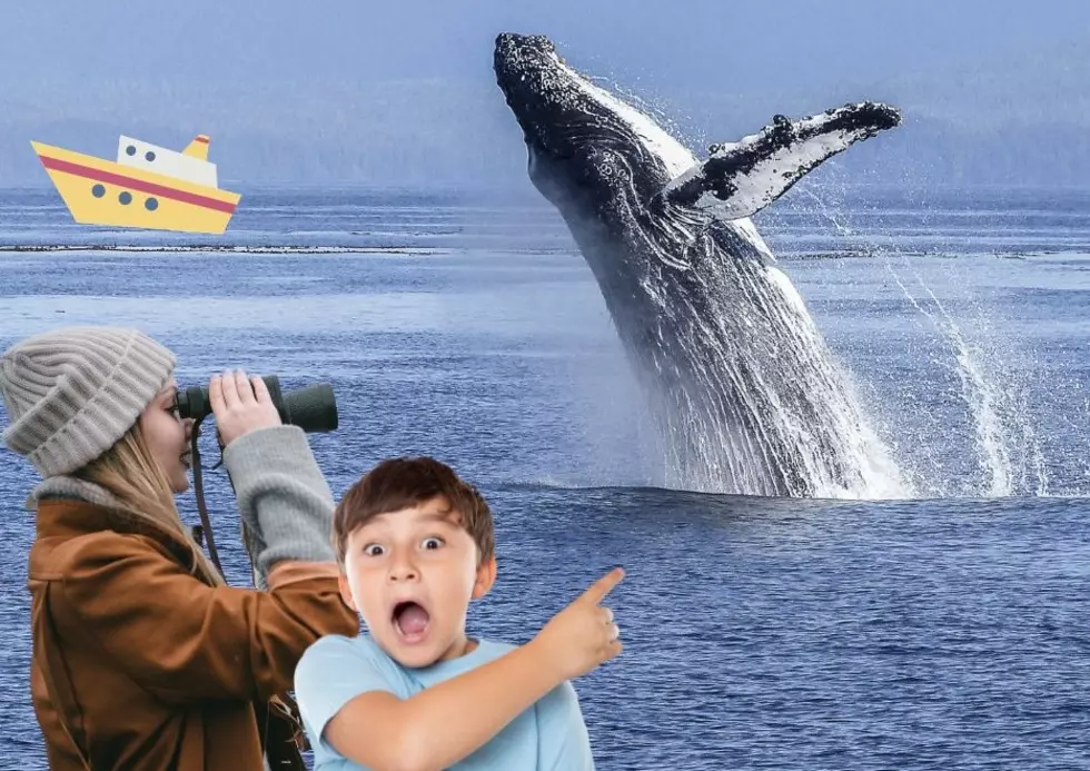 Top 3 Places you can go Whale Watching in Washington