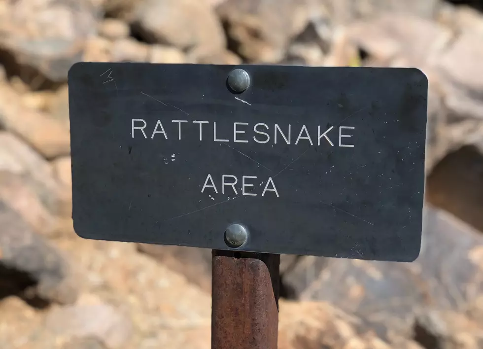 The Most Dangerous Snake Found in Washington State