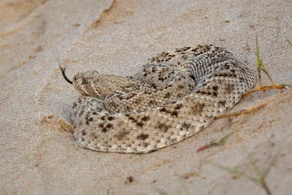 Most Dangerous Snake Found in Washington is the Western Rattlesnake