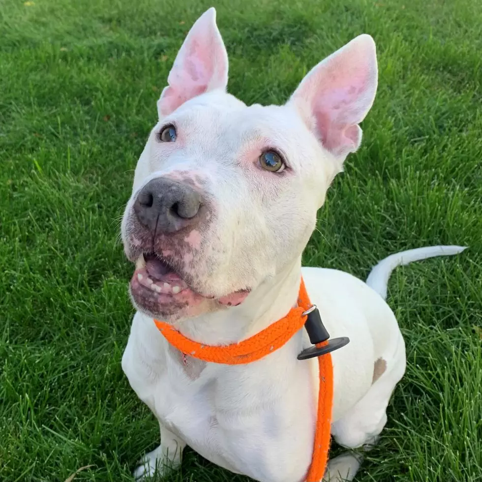 Pretzel - Spokane Humane Society