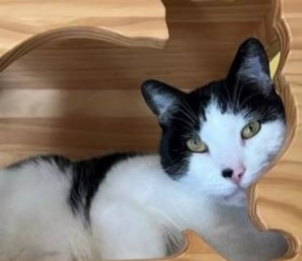 Tywin - Seattle Humane Society