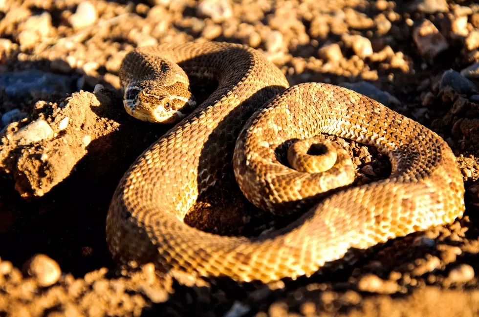 Most Dangerous Snake Found in Washington is the Western Rattlesnake