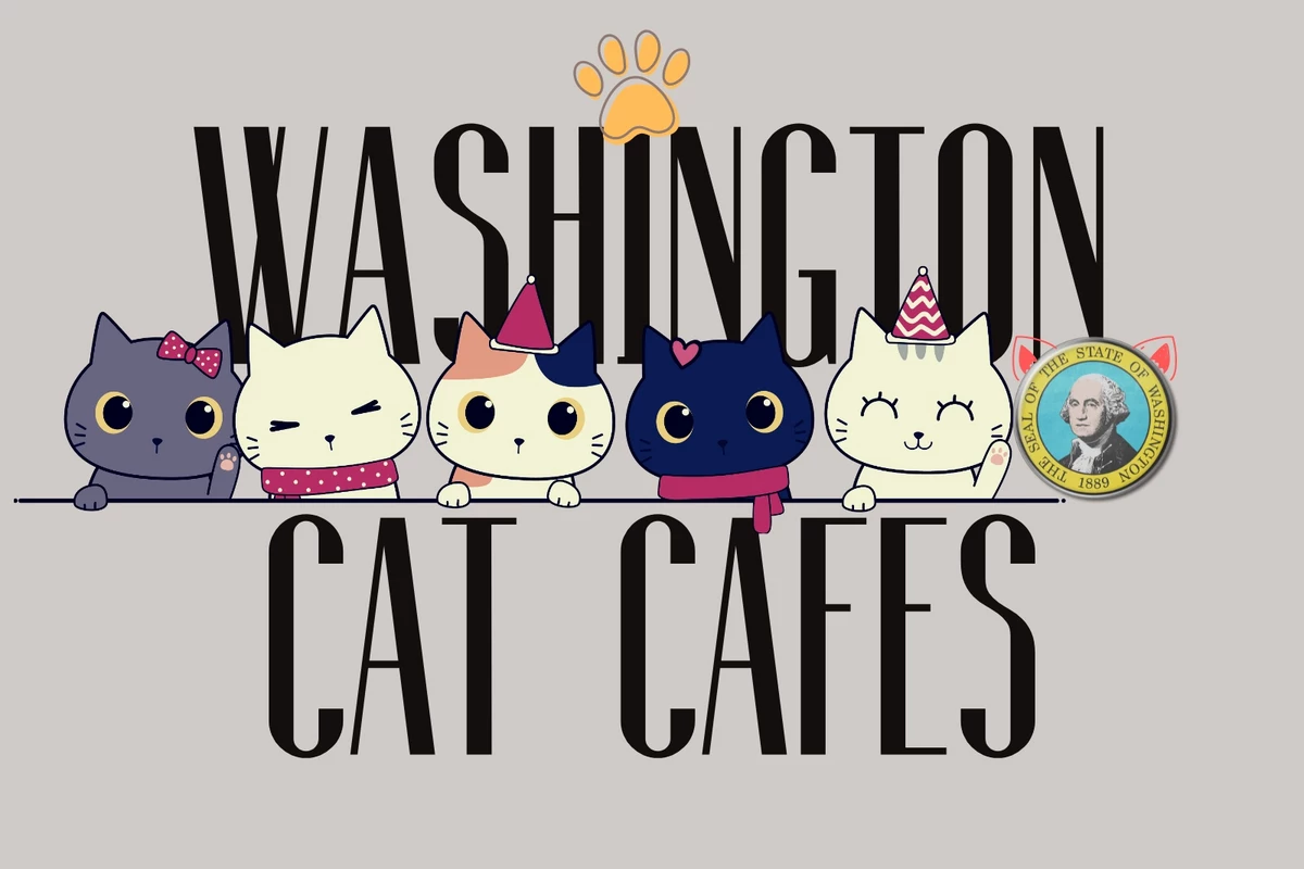 12 Best Cat Cafes in the US for Kitty Cuddles and Coffee