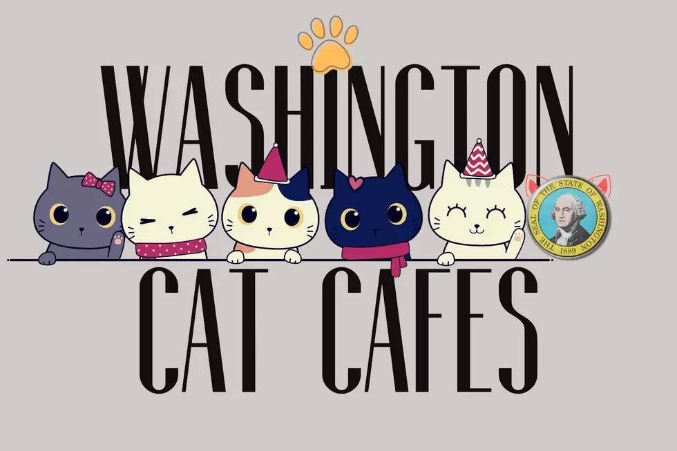 7 Washington Cat Cafes