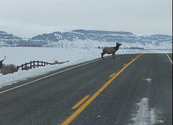 Eastern Washington Commuter Greeted with Four-Legged Friends on Freeway