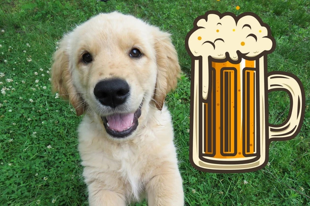 This WA Pub Lets You Play with Puppies While Enjoying a Cold Drink