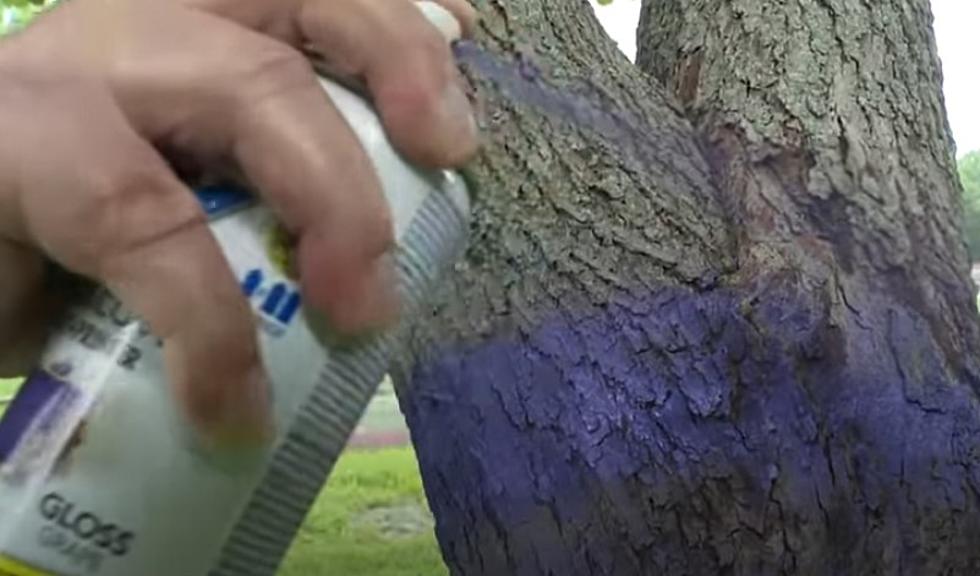If You See Purple Paint on Trees in WA, OR, CA, Leave Immediately
