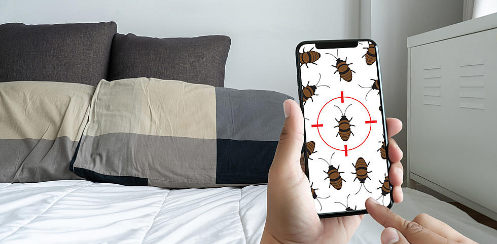 Check Your Mattress! This Washington City is Infested with Bed Bugs