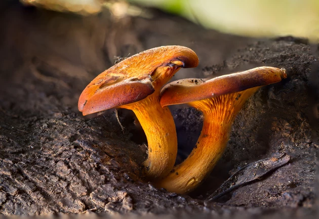 Fall Wild Mushroom Show is Free to Attend on October 22