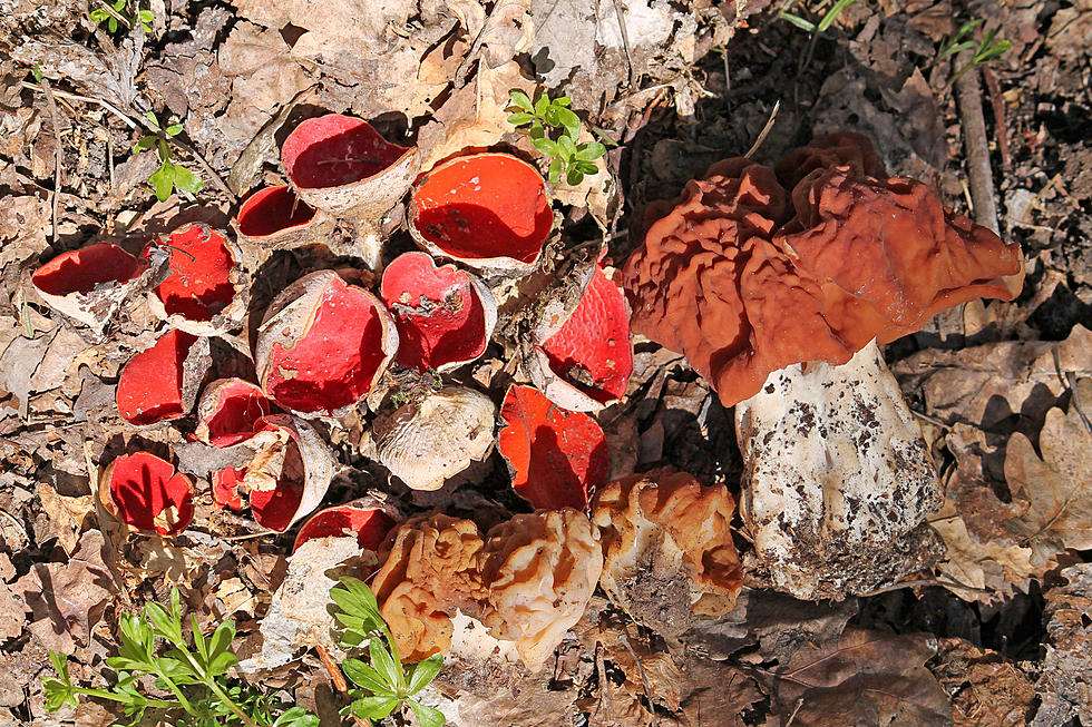 Best Hiking Spots for Mushroom Hunting in Washington