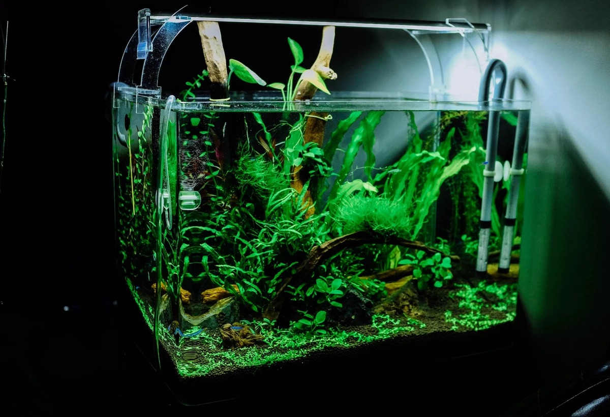 Why is WA so obsessed with Aquascaping and What is Aquascaping?