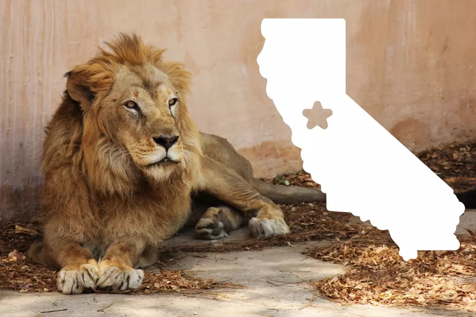 Sacramento Zoo Migrating to a Nearby Area After Almost 100 Years