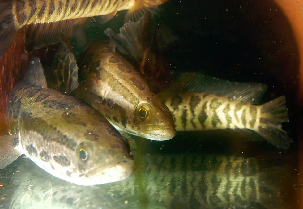 If You Catch This Fish in Washington State, Kill It Immediately