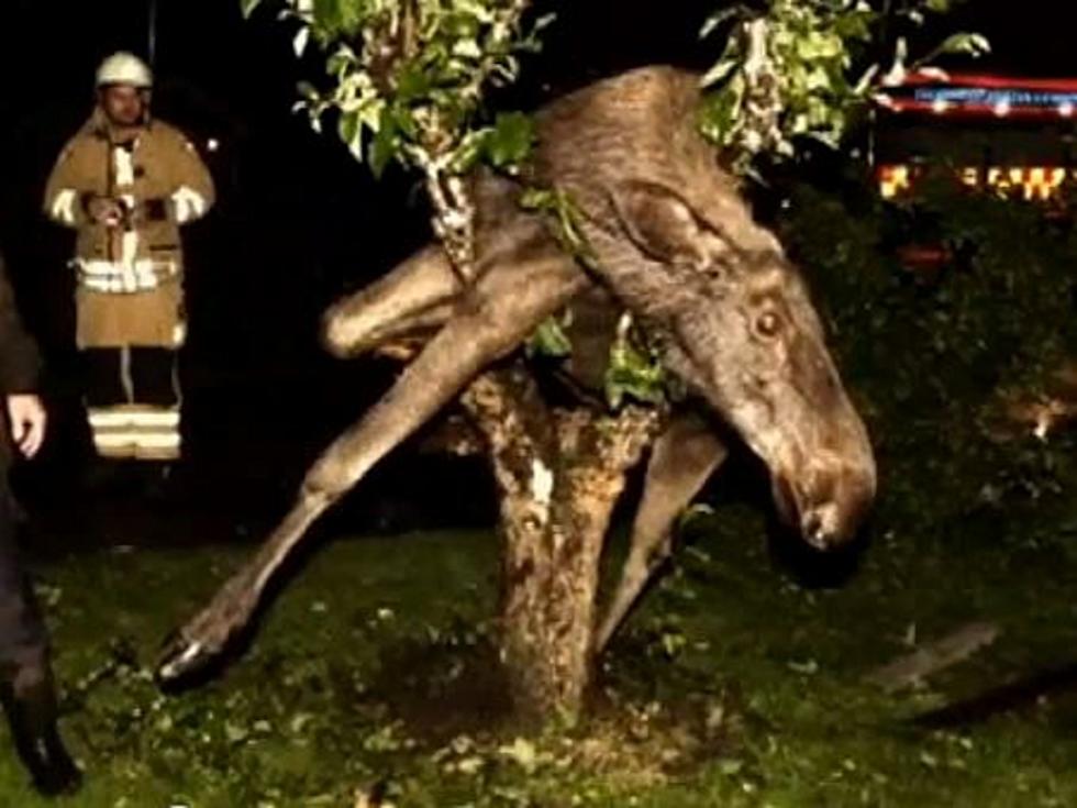 Drunk Moose Gets Stuck in Tree [VIDEO]