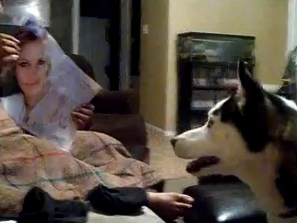 Julia Roberts’ Face Causes Dog to Recoil in Horror [VIDEO]