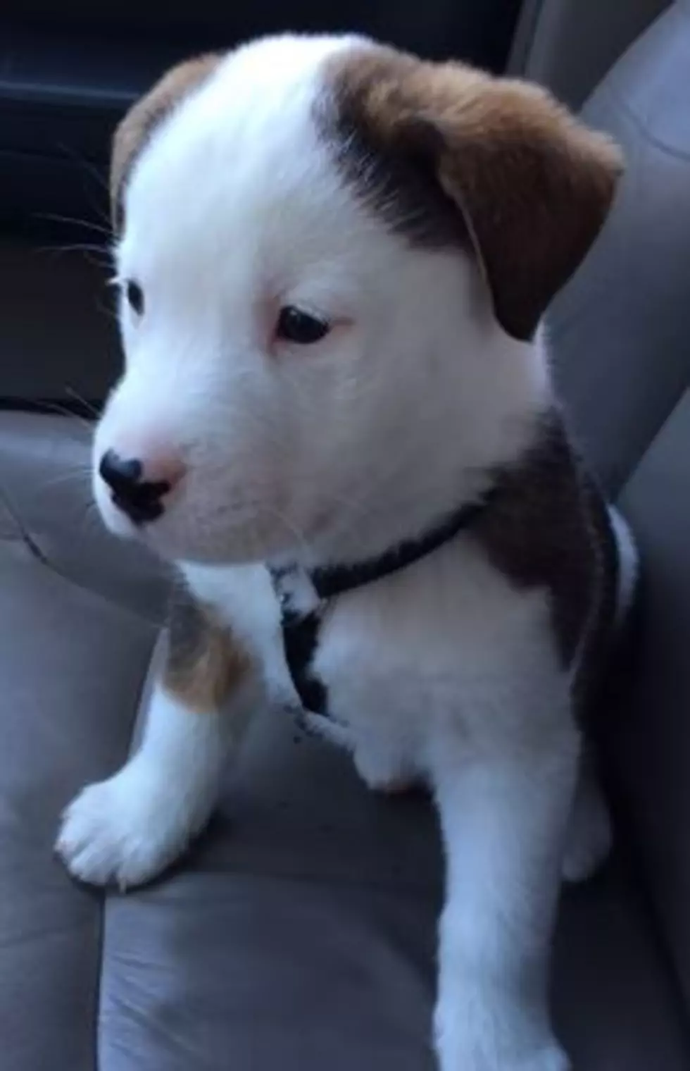 Puppy Barks At His Own Hiccups