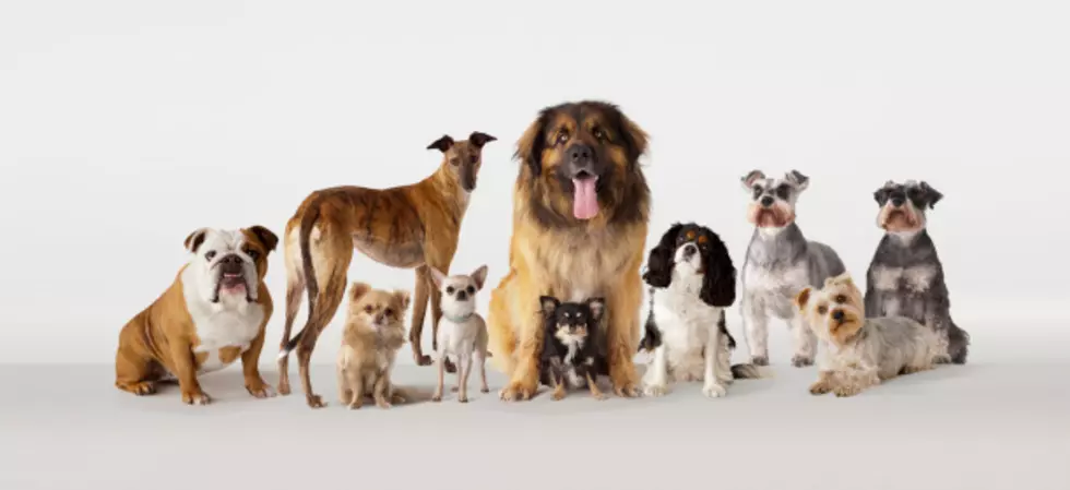 New App, Fetch, Identifies Dog Breeds in Photos
