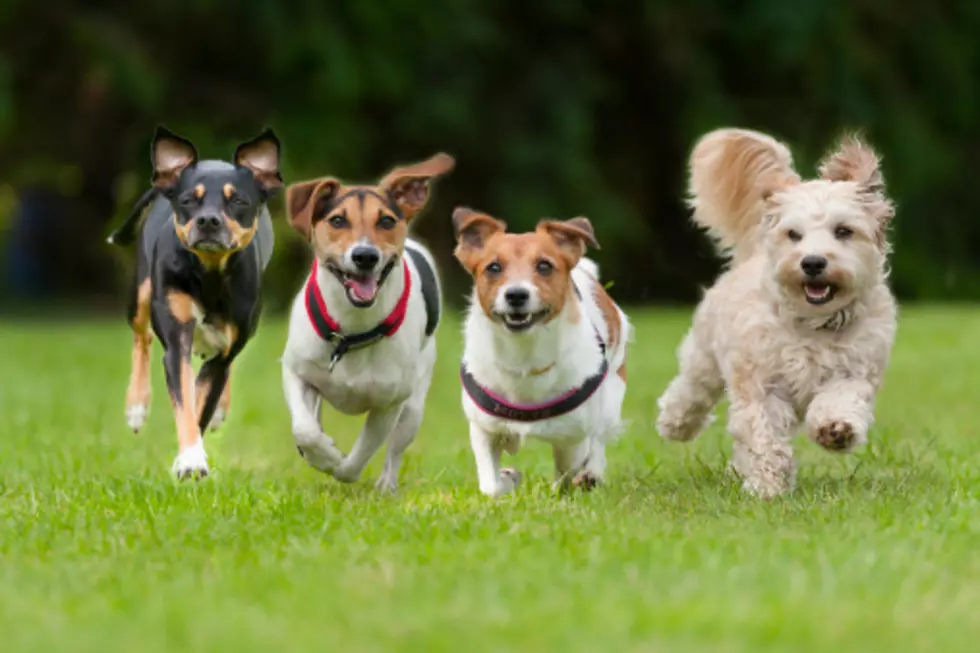 Top 5 Dog Breeds for Bozeman