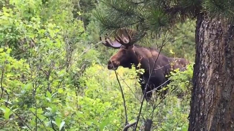 Bull Moose Spotted in Bozeman Subdivision [WATCH]