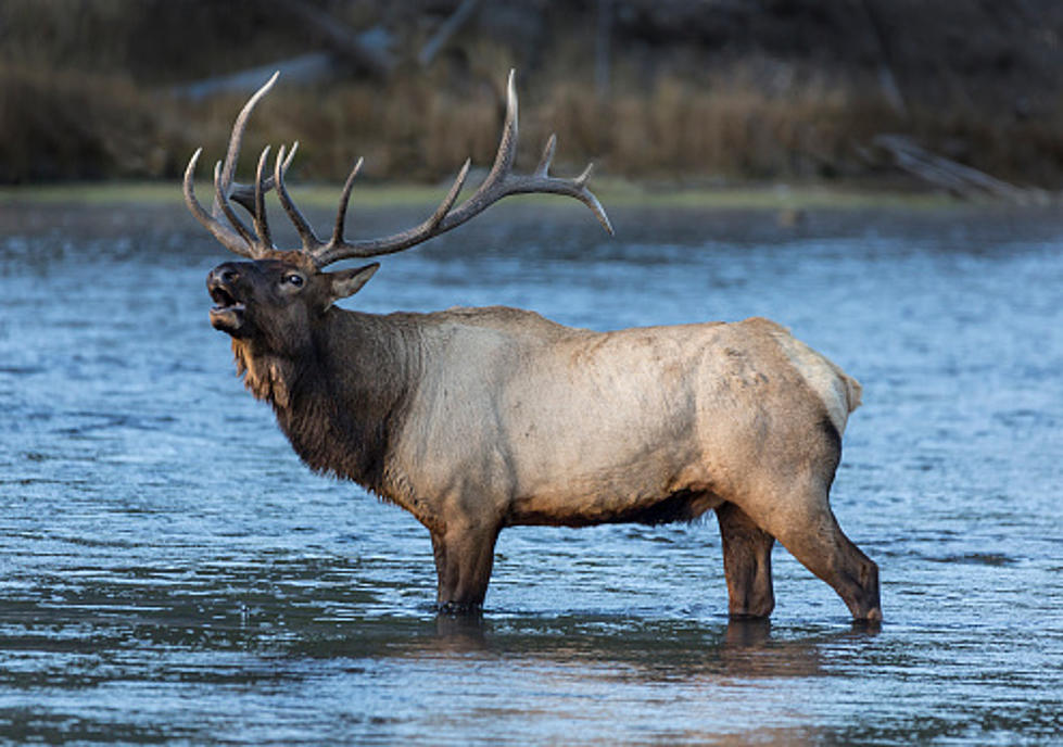 Rut Season is Upon Us for Elk and Don&#8217;t Get Too Close [VIDEO]
