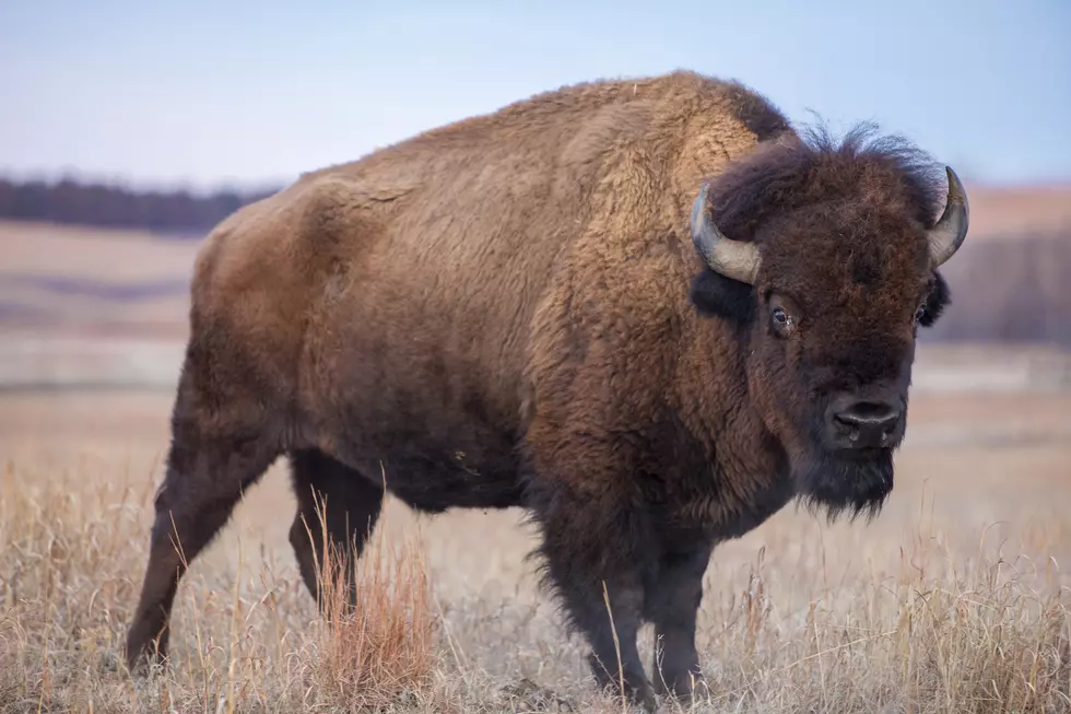 Little Bison Decides To Take a Nap on Road in YNP