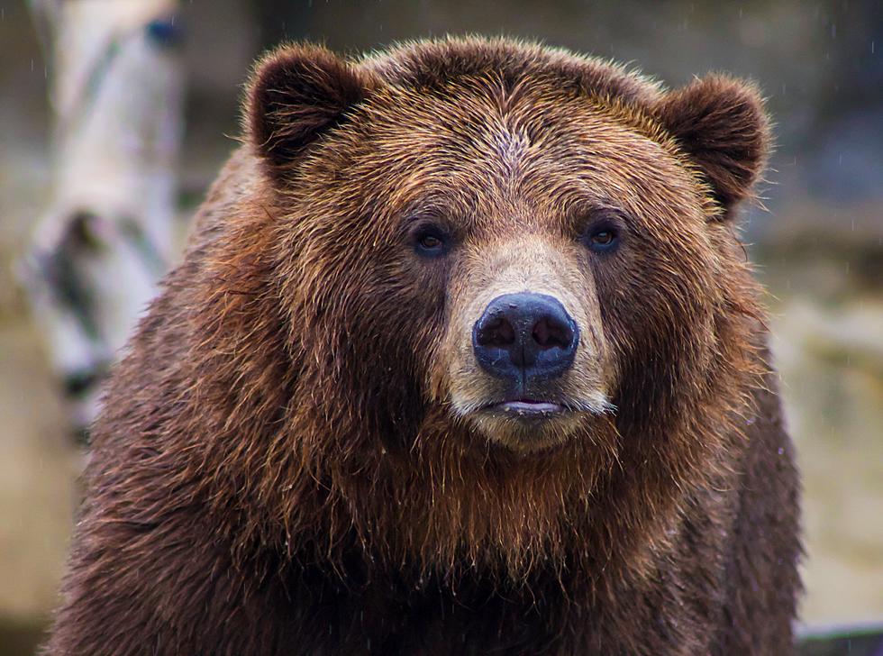 Hiker Injured By Grizzly in Yellowstone National Park