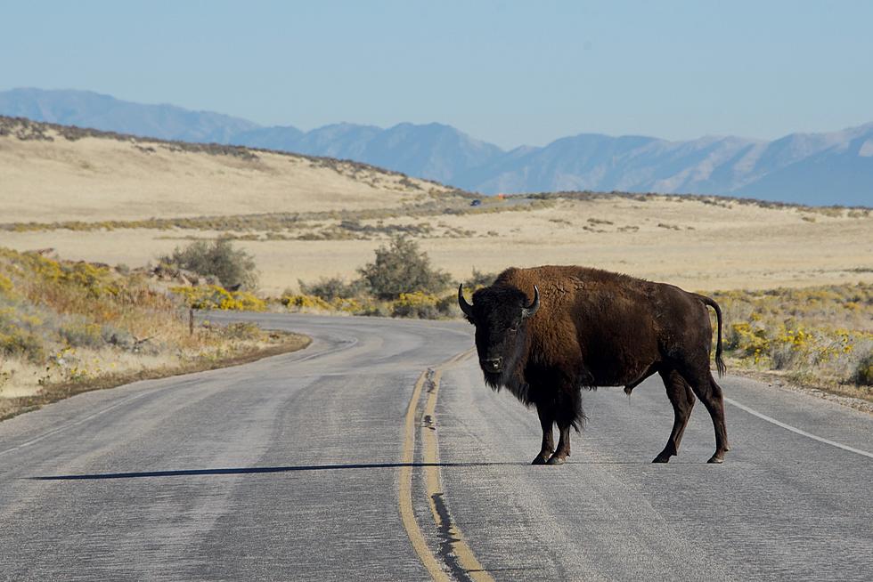 Yellowstone Hiker Gets Bison Surprise(VIDEO)