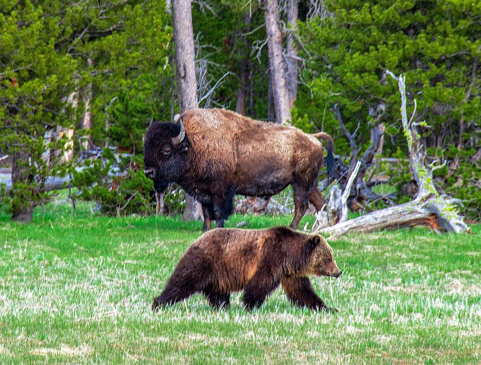 Parody Site The Onion Makes Fun of Celebrities in Yellowstone