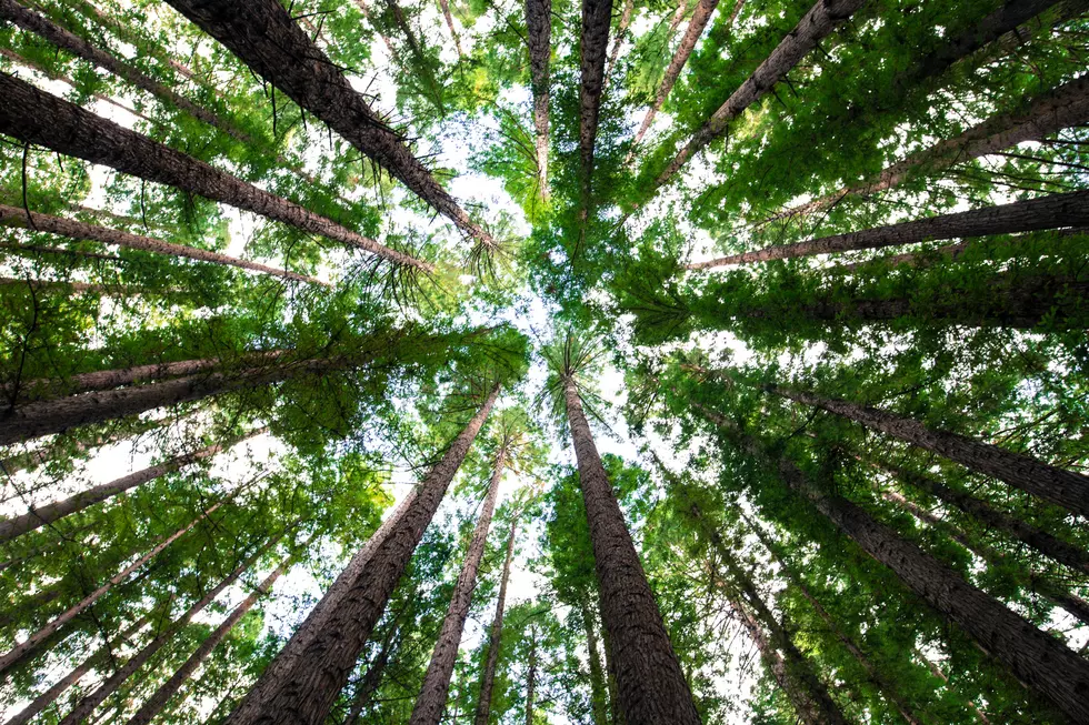 The State Tree of Montana Has a Great History