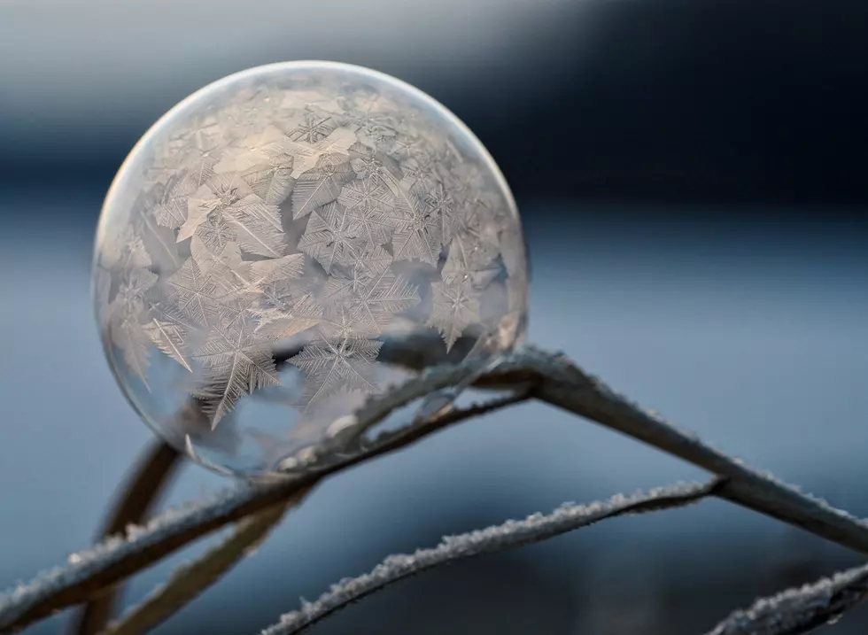 5 Incredible Animals That Will Be Hibernating in Montana