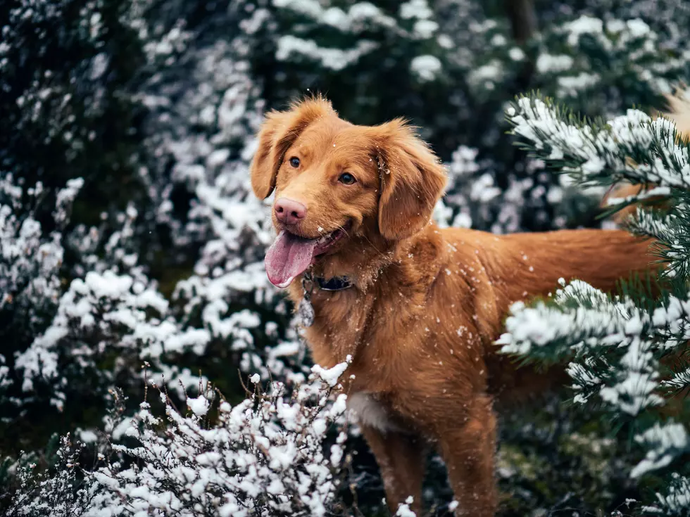 Five Things You Need to Get Your Dog This Winter