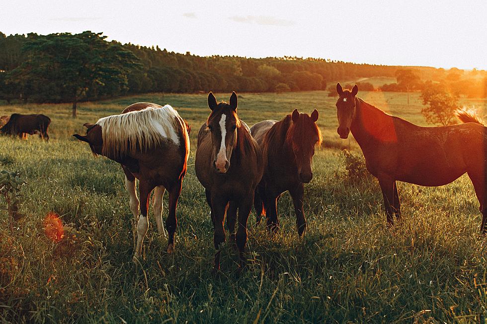 Got Horses? This is One of the Greatest Homes in Montana