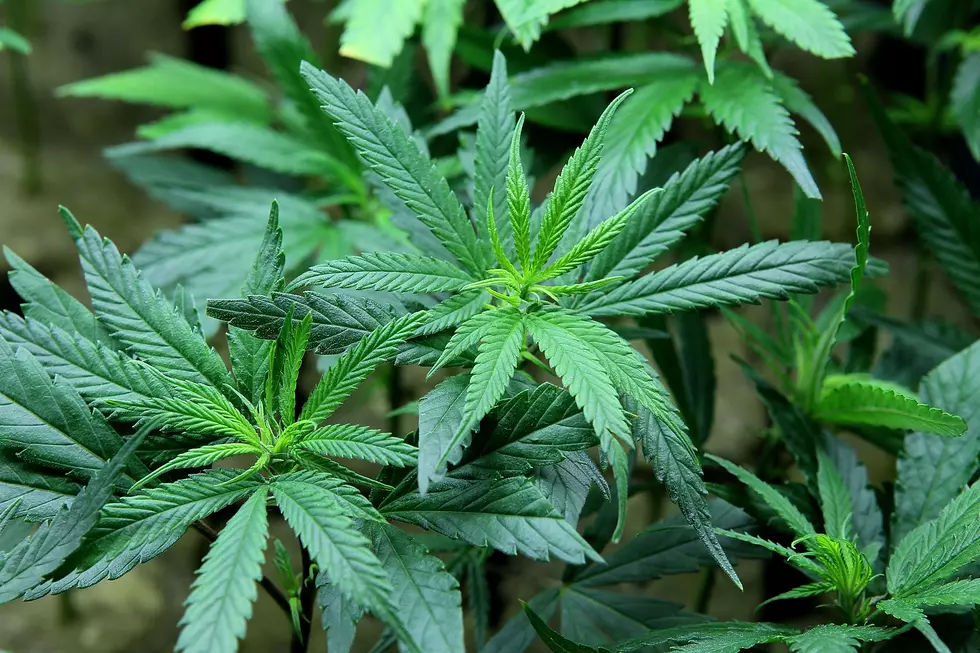 Dude Calls 911 About His Pot Plant [AUDIO]