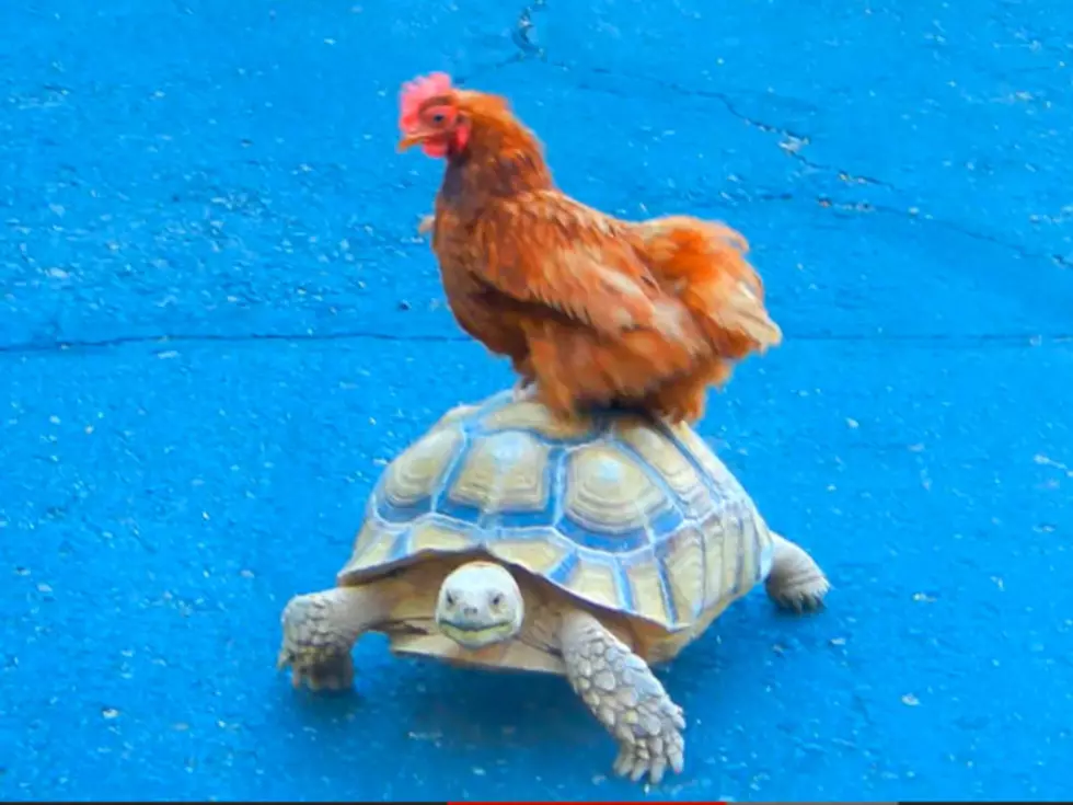 Lazy Chicken Takes Tortoise for a Ride [VIDEO]