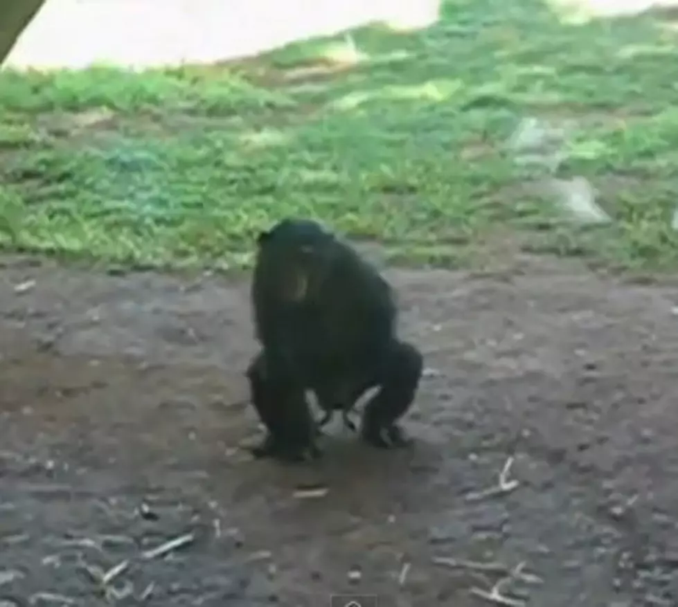 Monkey Uses Frog for Sexual Pleasure [VIDEOS]
