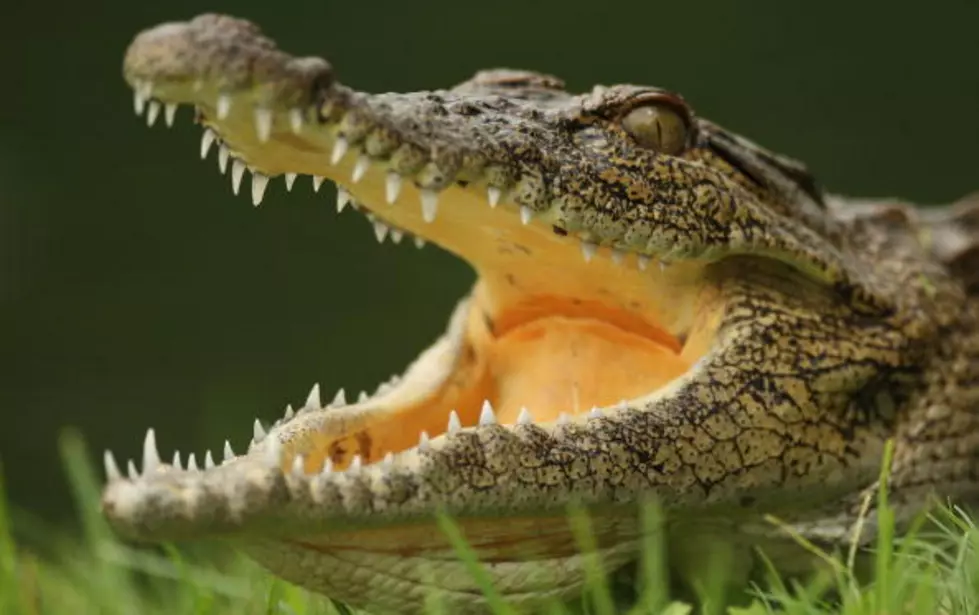 Could You Give A Crocodile A &quot;Brazillian&quot;? [AUDIO]