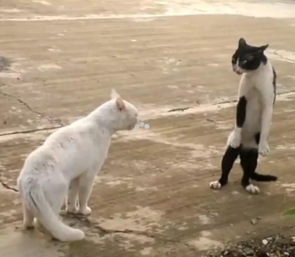 Karate Cat Versus the Cat Of Cobra Kai! [VIDEO]