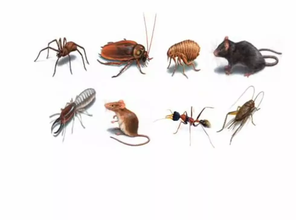How Some Pests Multiply So Fast [AUDIO]
