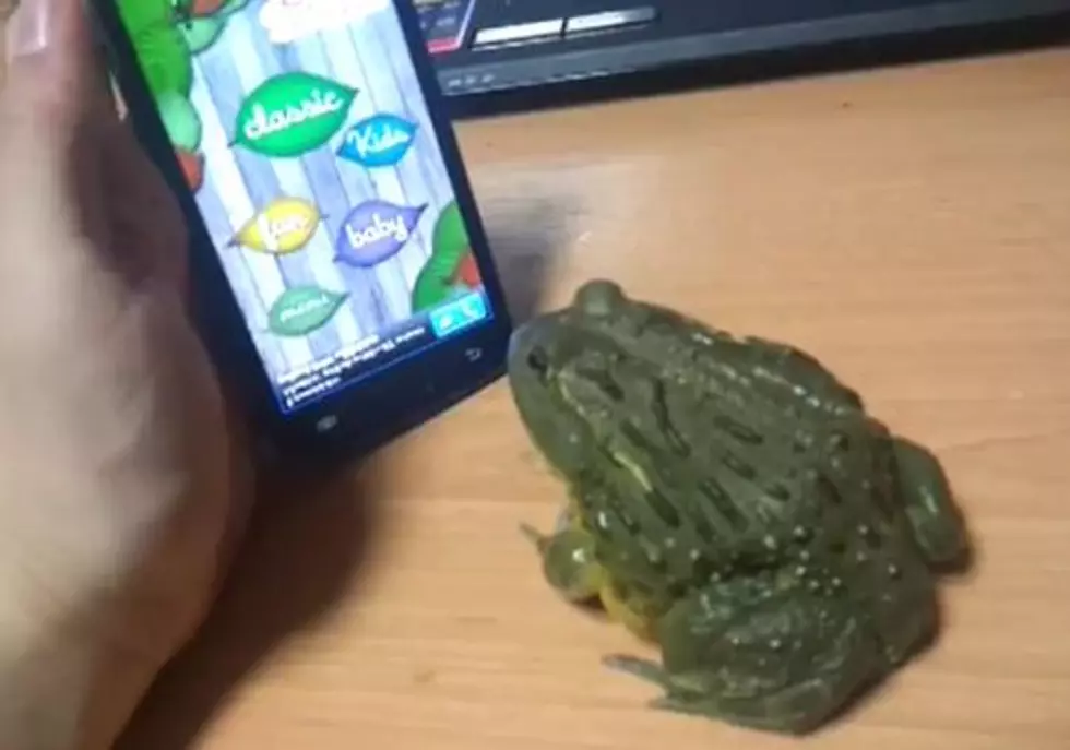 African Bull Frog Fail [VIDEO]