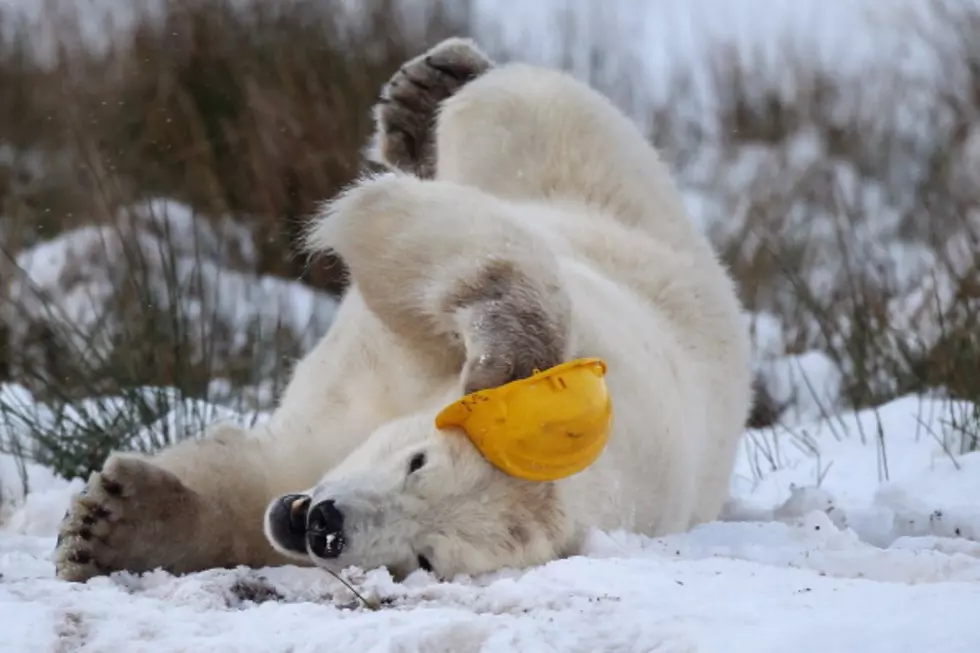 RockShow Threesome: Ice Fishing Goes Bad Plus How To Catch A Polar Bear