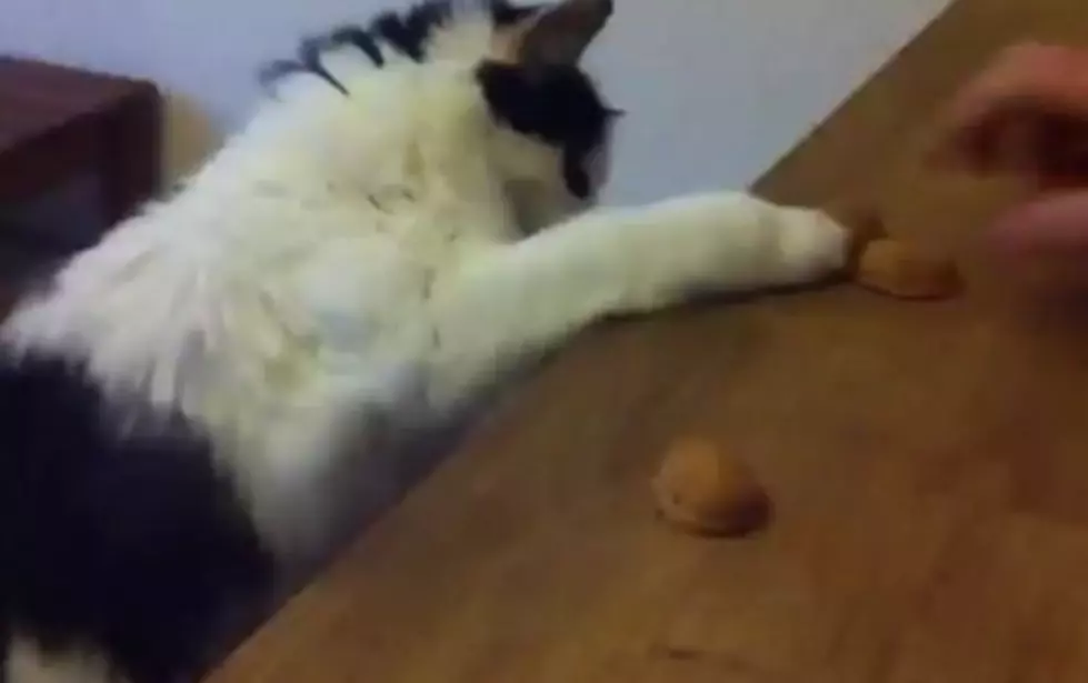 Cat Plays Shell Game And Wins [VIDEO]