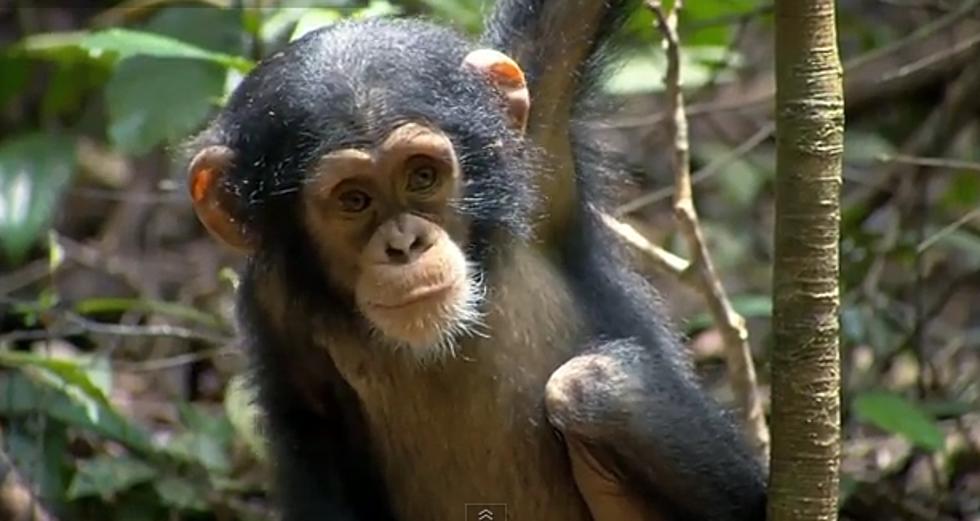 Meet "Oscar" the Chimpanzee April 20th in Theaters [VIDEO]