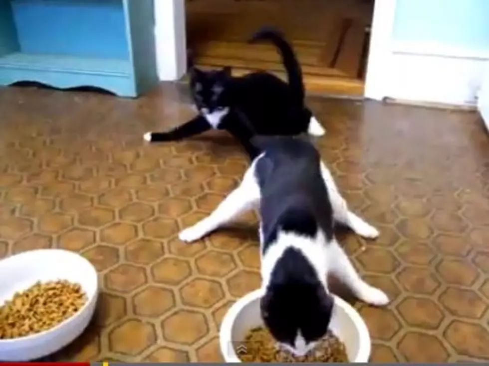 And You Thought People on Drugs Were Funny? Try Cats On Drugs! [VIDEO]
