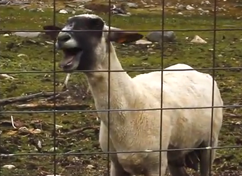 Funny Video of Goat That Screams