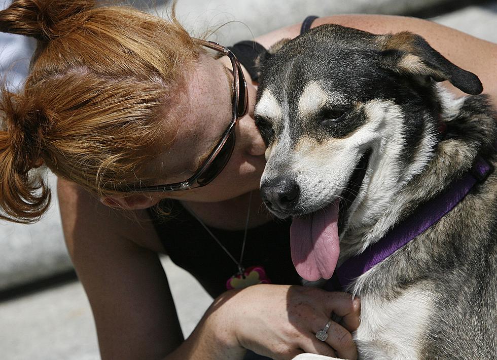 Deadly Canine Distemper Virus is Rapidly Spreading in Abilene