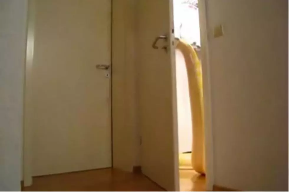 Huge Snake That Can Open Doors May Give You Nightmares [VIDEO]