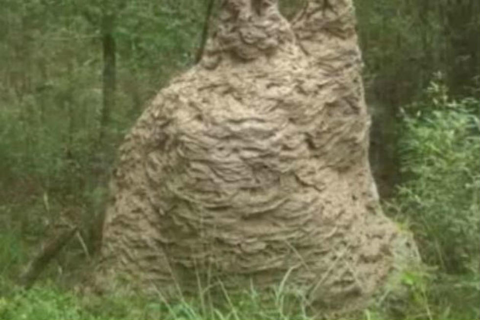 Yellow Jacket Nest Found in Florida is Over Six Feet Tall and Eight Feet Wide